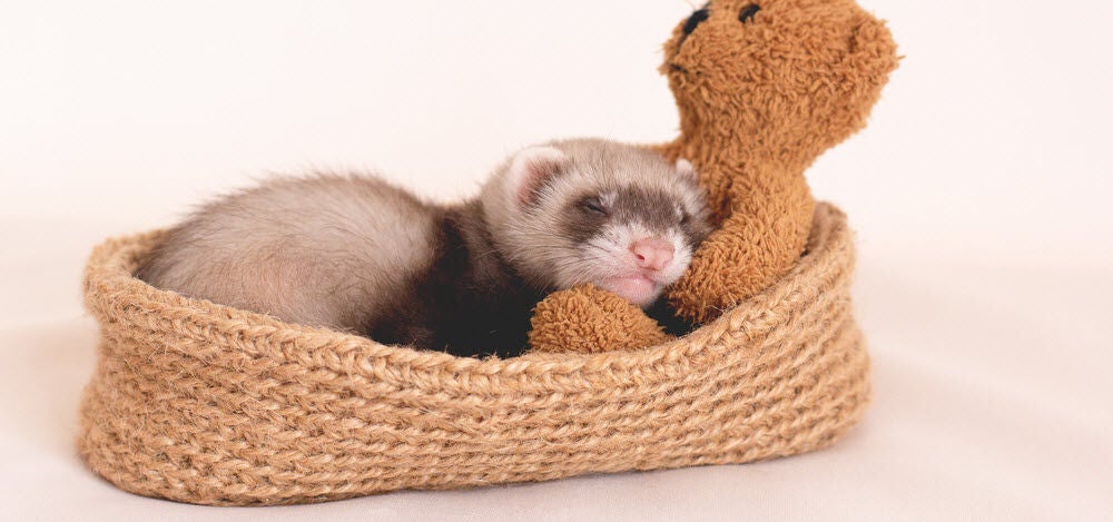 A ferret snuggling with a teddy bear in a cozy woven basket